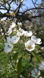 Close-up of white cherry blossoms in spring