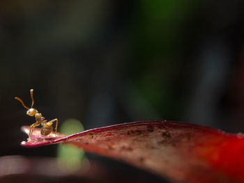 Close-up of insect on plant