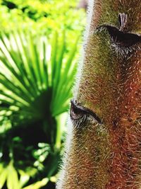 Close-up of lizard on plant