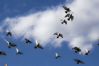 Low angle view of birds flying in sky