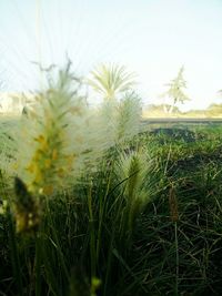 Plants growing in field