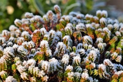 Close-up of frozen plant