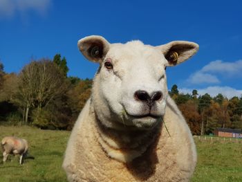 Close-up of sheep in a field