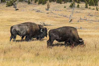 Animals grazing on landscape