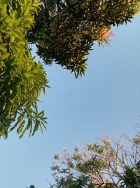 Low angle view of tree against clear sky