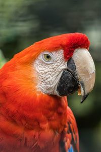 Close-up of parrot