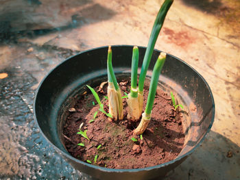 New tree shoots on the black pot