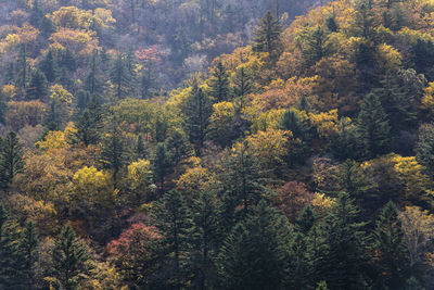 High angle view of pine trees in forest during autumn