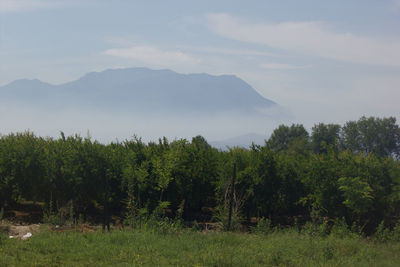 Scenic view of trees and mountains against sky