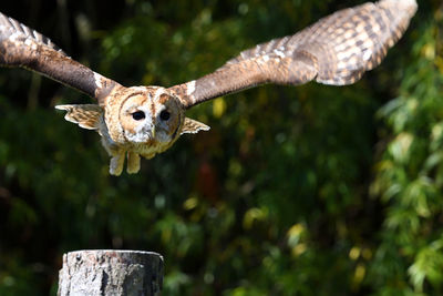 Tawny owl in flight