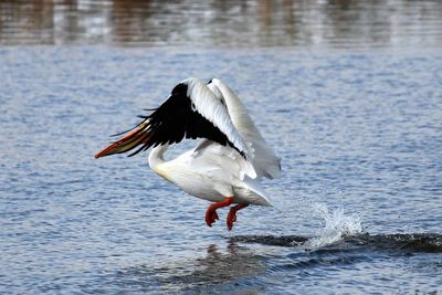 Side view of bird flying over water