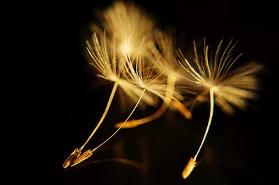 Close-up of illuminated lights over black background