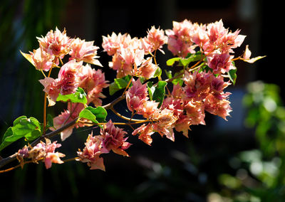 Close-up of pink cherry blossoms