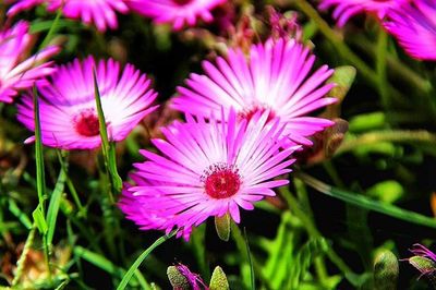 Close-up of pink flower blooming