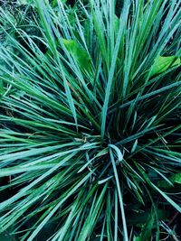 Full frame shot of palm tree