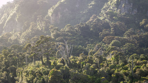 High angle view of trees in forest