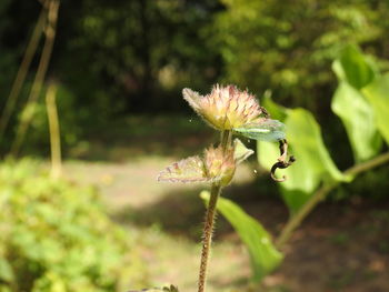 Close-up of white flowering plant