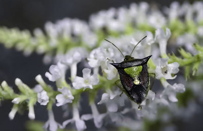 Close-up of insect on flower