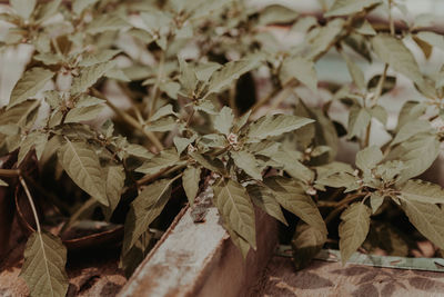 Close-up of dry leaves on field