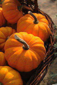 High angle view of pumpkins on field