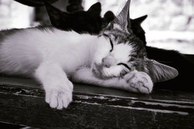 Close-up of cat sleeping