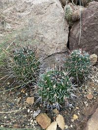 High angle view of cactus plants growing on field