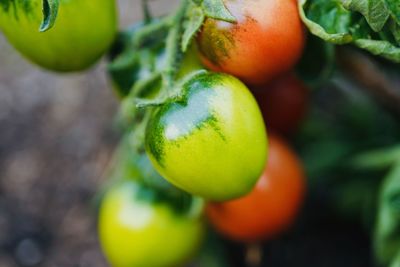 Close-up of tomatoes growing outdoors