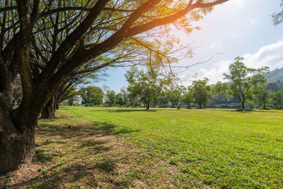 Trees on field against sky