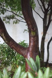 Close-up of tree trunk