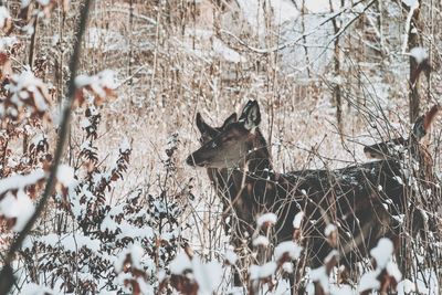 Deer amidst plants during winter