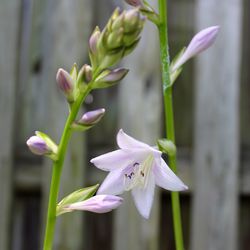 Close-up of flowers blooming outdoors