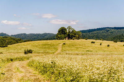 Scenic view of agricultural field against sky