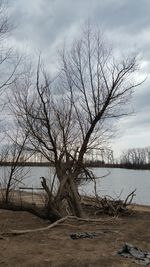 Bare tree by lake against sky during winter