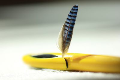 Close-up of yellow flower