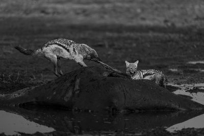 Mono black-backed jackal tears guts from giraffe