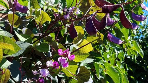 Low angle view of fresh flowers on tree