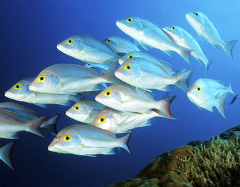 Close-up of fish swimming in sea