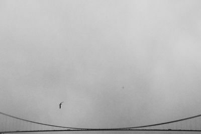 Bird flying against clear sky