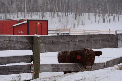 Heifer peaking through a fence 