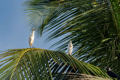 Bird perching on palm tree