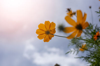 Close-up of yellow flowering plant against sky