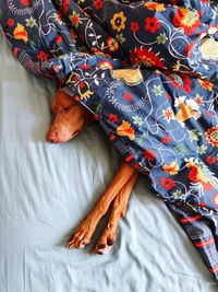 High angle view of dog lying on bed