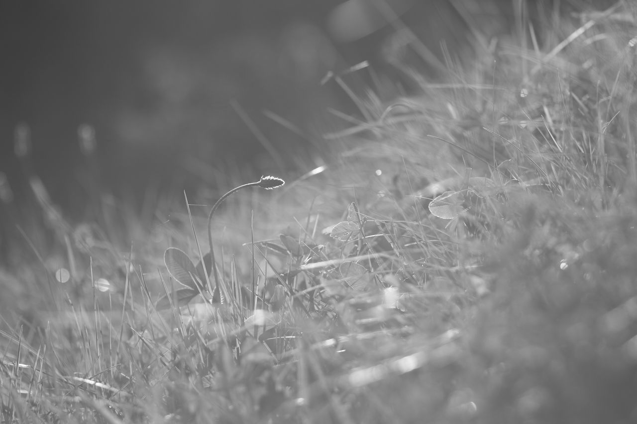 CLOSE-UP OF GRASS GROWING IN FIELD