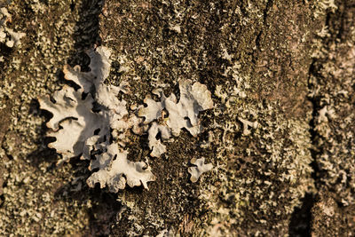 Close-up of tree trunk