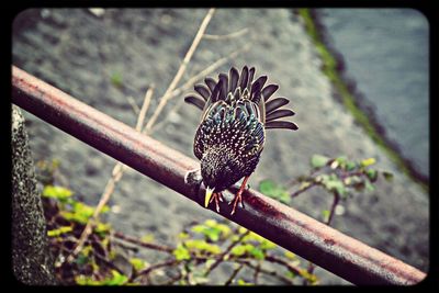 Close-up of bird perching on wall