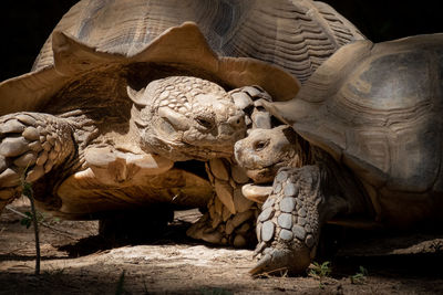 View of tortoise