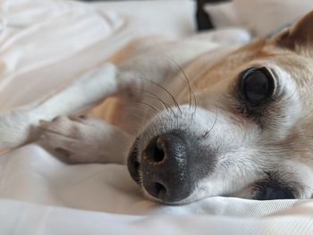 Close-up of dog sleeping on bed