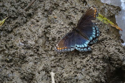 High angle view of butterfly on rock