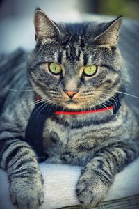 Close-up portrait of a cat