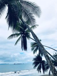 Palm trees on beach against sky